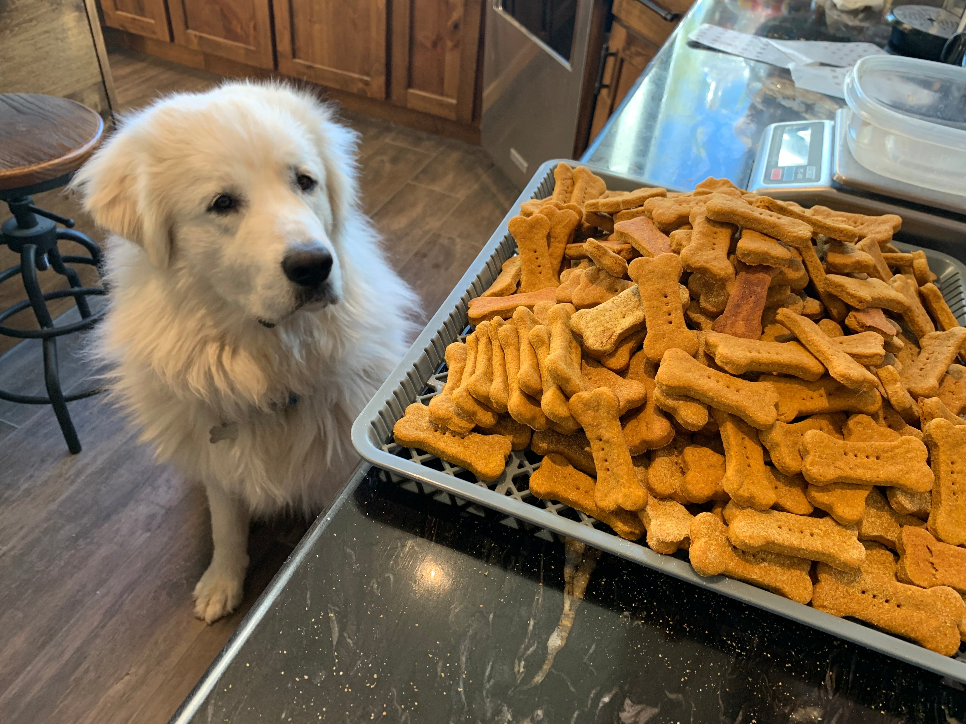 Pumpkin Peanut Butter Treats
