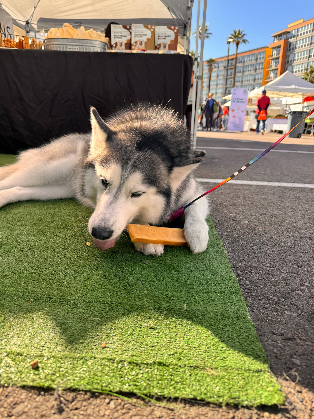 Yak Cheese Chews
